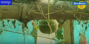 किसान-बागबान बुलेटिन: हिमाचल पहुंचा शुगर मिटाने वाला फल, पर खांड से 300 गुना मीठा है