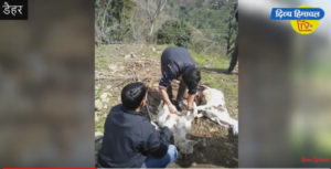 तेंदुए ने निगलीं गोशाला में बंधी पांच बकरियां