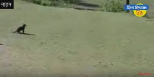 दिनदहाड़े कैमरे में कैद हुआ तेंदुआ