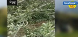 नेरवा में तूफान ने उखाड़ डाले सेब के पौधे