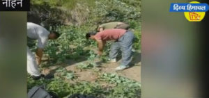 अफीम की खेती का पर्दाफाश, अब राजगढ़ में पकड़े 262 पौधे