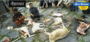 15 भेड़ बकरियों को खा गया तेंदुआ