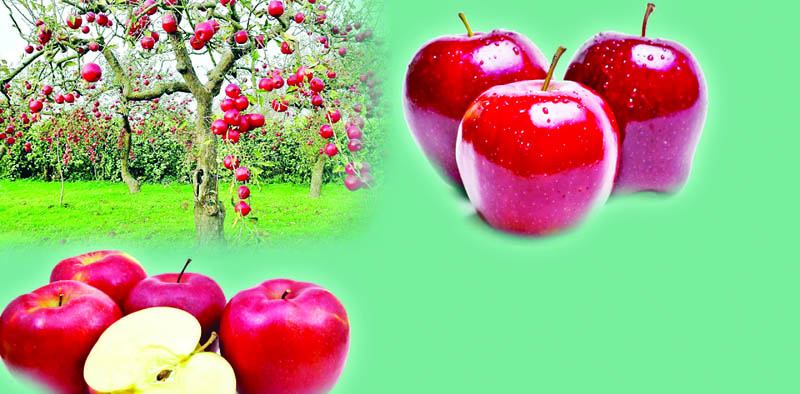 ठियोग रामपुर और रोहड़ू के बागीचों के फंसा करोड़ों का सेब