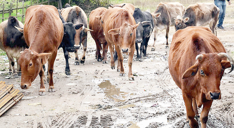 गाय को राष्ट्रीय पशु घोषित करे सरकार: प्रताप सिंह पटियाल, लेखक बिलासपुर से हैं