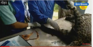 चैलचौक के वाटर टैंक में मरा हुआ तेंदुआ।