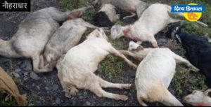 17 बकरियां डकार गया तेंदुआ।