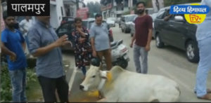 पालमपुर में सिरफिरे ने गाय को घोंपा छुरा