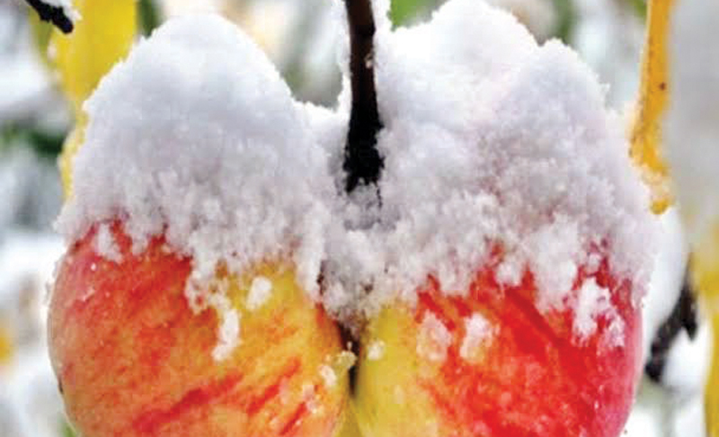 हिमपात के बाद: सेब के लिए संजीवनी बनी बर्फ