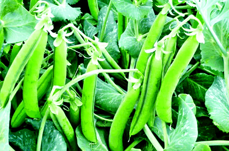 हिमाचल में सब्जी की 13 नई किस्में