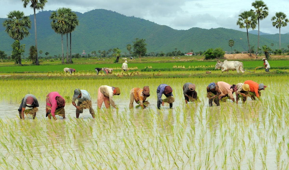 बिहार- उत्तर प्रदेश से धान की रोपाई के लिए मजदूरों को बुला रहे पंजाब के किसान, बसें भेजीं