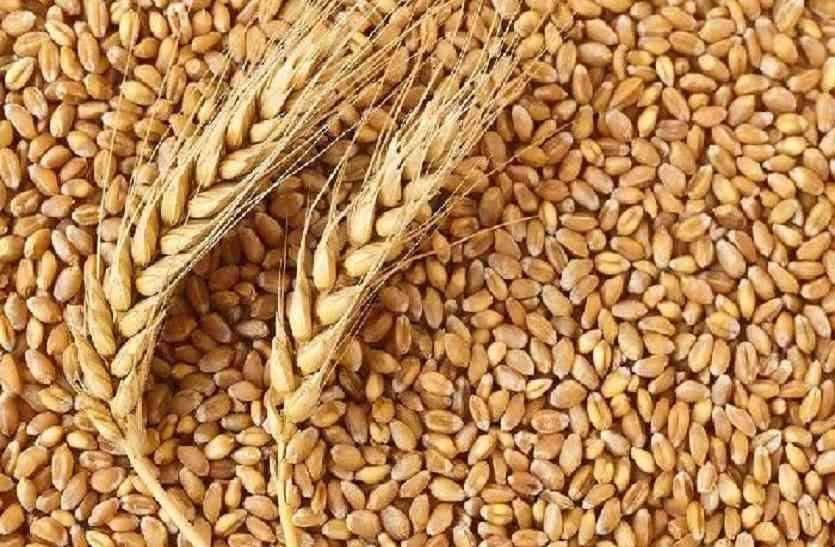 पंजाब के अमृतसर जिले के किसानों ने अनाज भंडार में 613551.47 टन गेहूं का किया योगदान