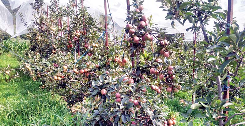 करसोग में लो-हाइट सेब का पहला बागीचा तैयार