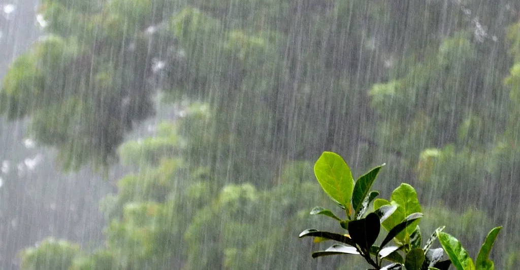 मौसम ने बदली करवट…धर्मशाला-मकलोडगंज में झमाझम बारिश