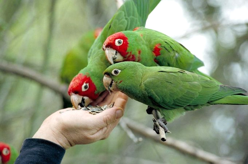 इनसानी दया के भूखे पशु-पक्षी: डा. वरिंदर भाटिया, कालेज प्रिंसिपल