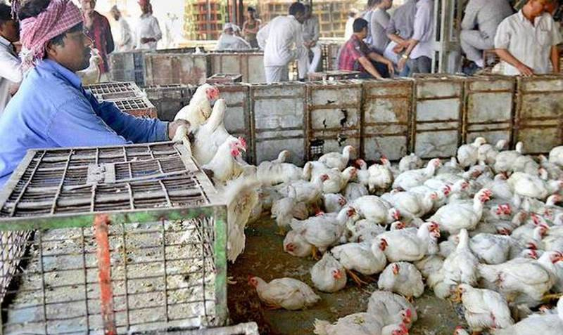 चंडीगढ़ नगर निगम बुधवार को सुबह  मछली-मांस-पोल्ट्री उत्पाद बाजार की खुली नीलामी लगाएगा