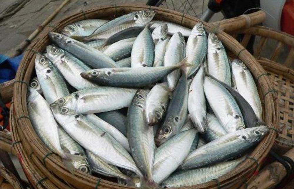 हिमाचल में 748.76 मीट्रिक टन फिश प्रोडक्शन, पछले साल की तुलना में 182.73 मीट्रिक टन अधिक उत्पादन