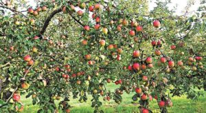 सात साल बाद कुल्लू जिला में सेब उत्पादन से 600 करोड़ का कारोबार
