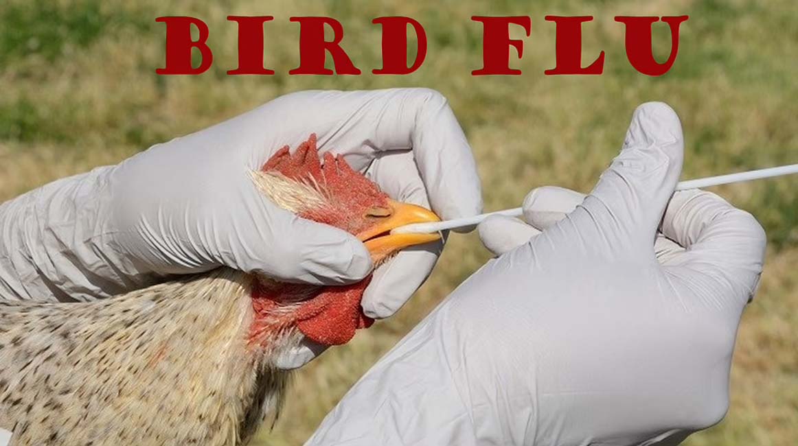 Bird Flu: प्रदेश में बाहरी राज्यों से आने वाले पोल्ट्री और मीट पर एक सप्ताह और बढ़ा प्रतिबंध