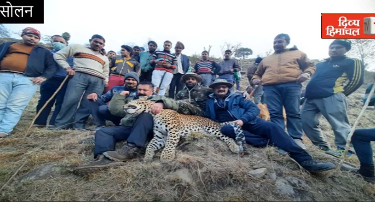 उत्तराखंड शूटरों से नहीं हो सका जो काम, सोलन के शूटरों ने मार गिराया आदमखोर तेंदुआ