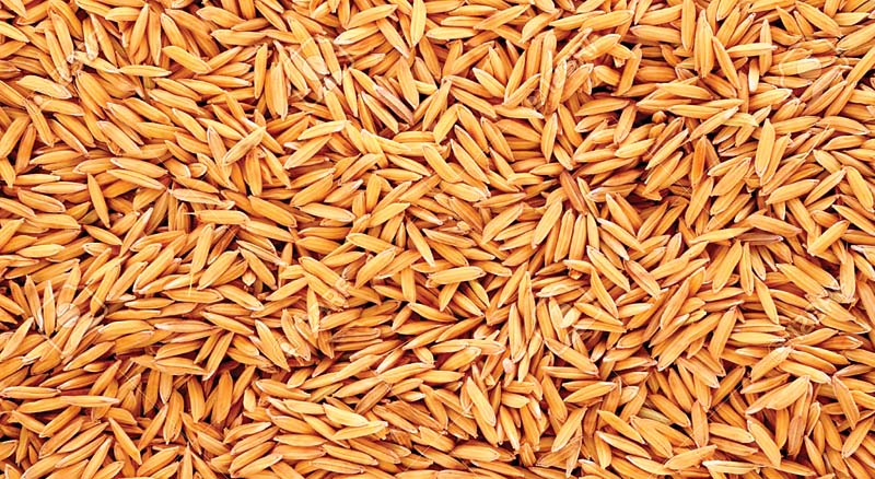 हिमाचल की नई पहचान लाल धान