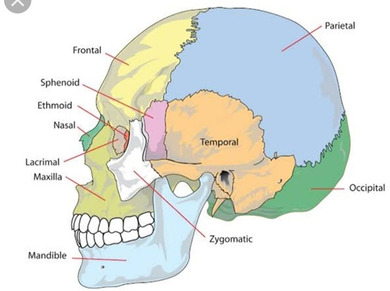 मनुष्य की खोपड़ी में कितनी हड्डियां होती हैं?