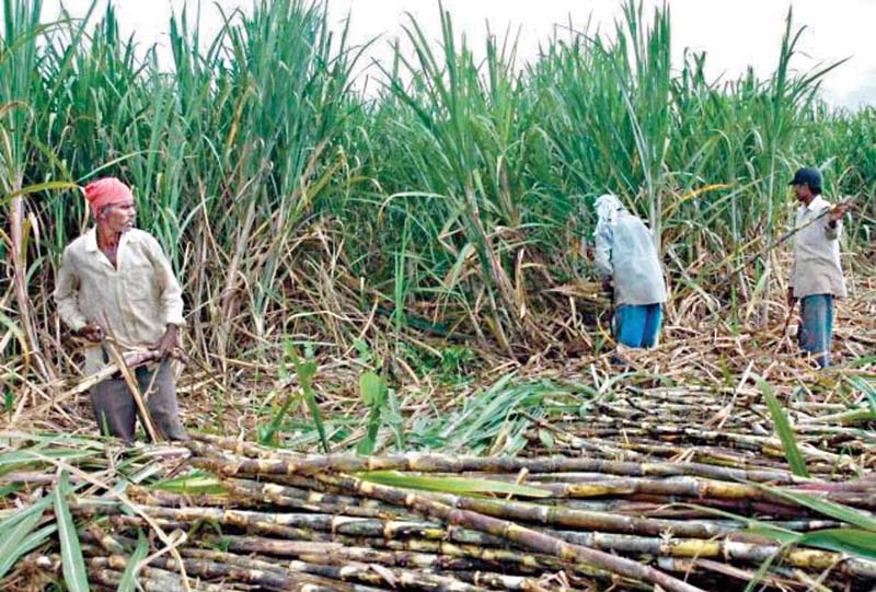 गन्ना करेगा आपको मालामाल