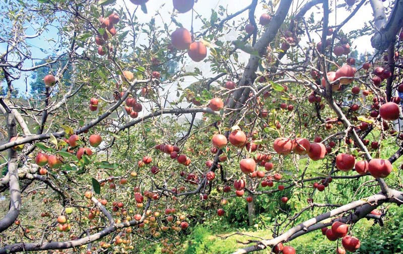 घर के पास बिक जाएगा सेब