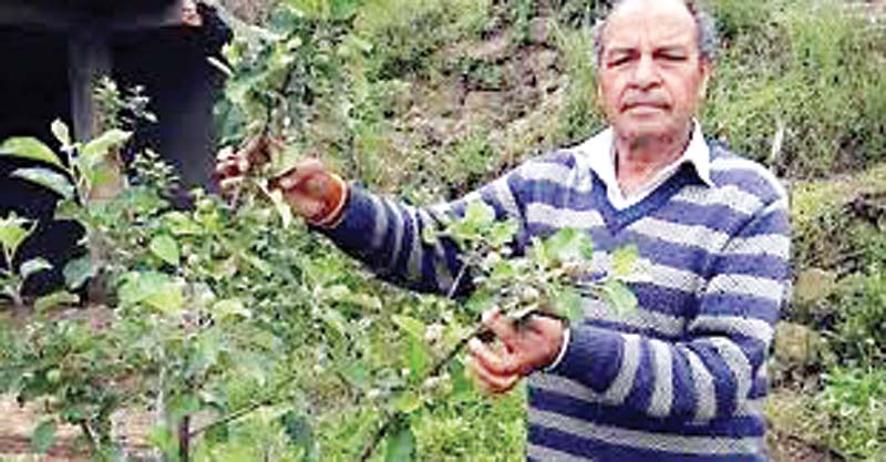 हरिमन शर्मा को एक और राष्ट्रीय पुरस्कार, कृषि-बागबानी में बेहतर कार्य के लिए मिला पुरस्कार