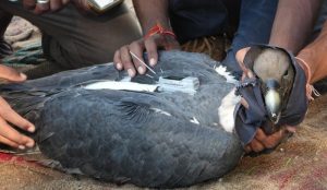 Vulture: कहां गए कुदरत के रखवाले, पौंग झील में गिद्धों की घटती संख्या पर रिसर्च शुरू
