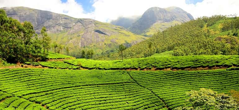 प्रदेश में चाय उत्पादन बढ़ाने पर जोर, पालमपुर में 14 को सजेगा सवर्ण जयंती टी-फेयर