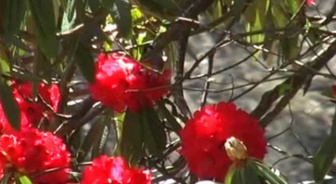 कोरोना से बचाएगा पहाड़ी फूल बुरांश, शोध में सामने आई बात