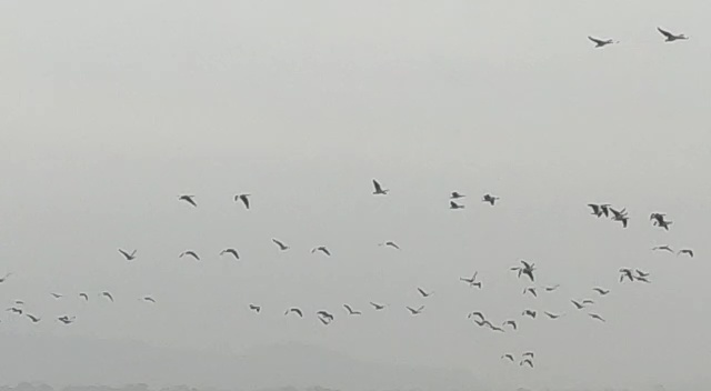 प्रवासी पक्षियों के आवागमन से गुलजार पौंग झील, 90 हजार के करीब पहुंचे विदेशी मेहमान