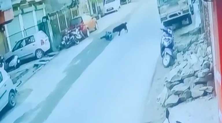 चंबा में सड़क पर जा रहे बच्चे पर झपटा पागल कुत्ता, दिल दहला देने वाला वाकया सीसीटीवी कैमरा में कैद