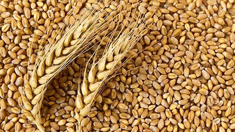 कृषि विभाग तैयार करेगा 15000 क्विंटल ए-ग्रेड गेहूं बीज