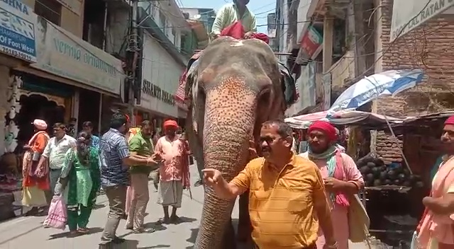 हमीरपुर शहर की सड़क पर घूमे गजराज, हाथी को देखने के लिए उमड़ी लोगों की भीड़