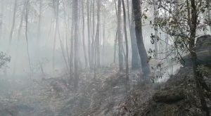 जंगलों में भड़की आग, ग्रामीणों कर्मचारियों ने कड़ी मशक्क्त के बाद लपटों पर पाया काबू