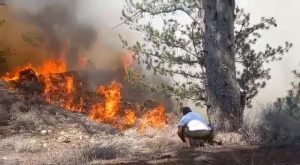 किन्नौर के जंगलो में कहर बरपाती आग