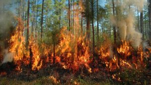 हिमाचल में वनों की आग के 2501 मामले, 5.75 करोड़ की संपदा जलकर हुई खाक
