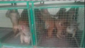 वन विभाग की टीम ने पकड़े 44 बंदर, भेजा मंकी सेंटर
