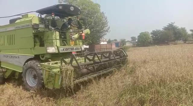 इंदौरा के मंड क्षेत्र में धान की कटाई शुरू,  किसानों को सरकारी मंडीकरण की चिंता