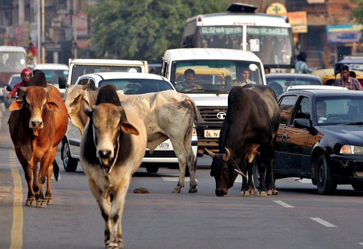 आवारा जानवरों की बढ़ती दहशत