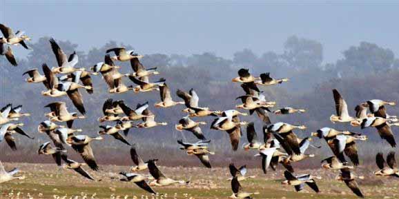 पौंग झील के मेहमान पक्षी पर्यटन को लगाएंगे पंख