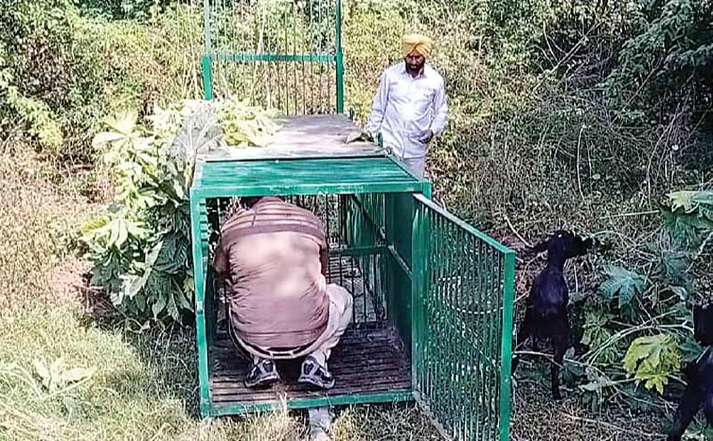 दयालपुरा में तेंदुए की गुर्राहट; घरों में दुबके लोग, वन विभाग ने बकरी बांध लगाया पिंजरा