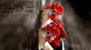 BIRD FLU: साढ़े 4 लाख मुर्गियों को मारने का काम शुरू, बढ़ रहा नए बर्ड फ्लू का प्रकोप