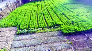 बिलासपुर के फयोड़ी गांव में हर किसान कर रहा प्राकृतिक खेती