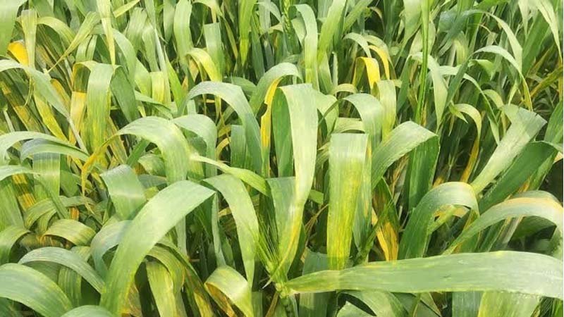 गेहूं की फसलों पर मंडराने लगा पीला रतुआ का खतरा, कृषि विभाग ने किसानों को दी यह सलाह