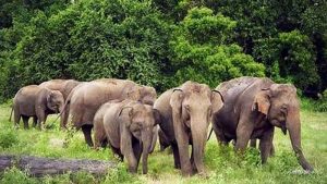 पांवटा साहिब में हाथियों के हमले से महिला की मौत, वन विभाग की टीम ने चलाया सर्च अभियान