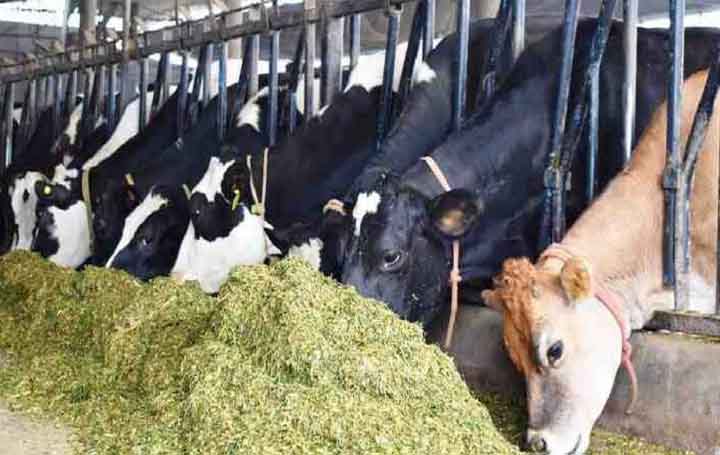 license is not taken for animal husbandry in cities a fine of Rs 50 thousand will have to be paid | क्या शहर में भी पाल सकते हैं गाय-भैंस, किन नियमों का
