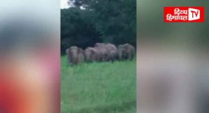 हाथियों के हमले से महिला की गई जान, वन विभाग सतर्क