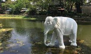 सफेद हाथी किस देश में पाए जाते हैं ?